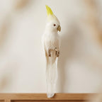 Bert the Cockatoo