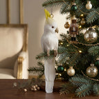 Bert the Cockatoo