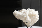 Bora Coral W/Black Base