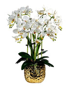 Orchid 4 Stalks and Gold Pot
