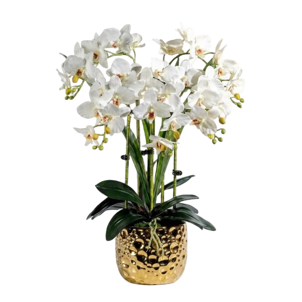 Orchid Gold Pot with 5 stalks