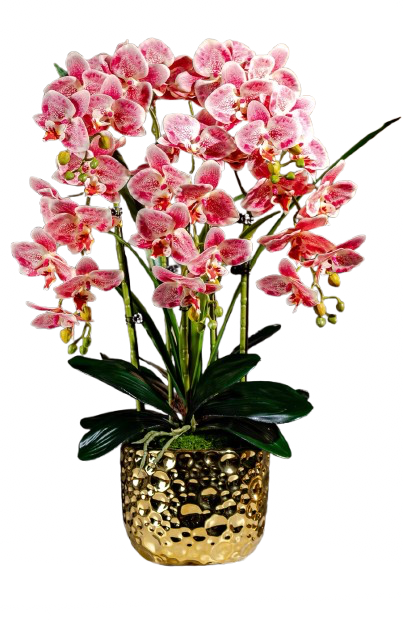 Orchid 6 Stalks w Black Pot Pinky