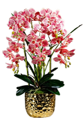 Orchid 6 Stalks w Black Pot Pinky