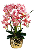 Orchid 6 Stalks w Black Pot Pinky