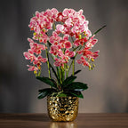 Orchid 6 Stalks w Black Pot Pinky