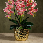 Orchid 6 Stalks w Black Pot Pinky