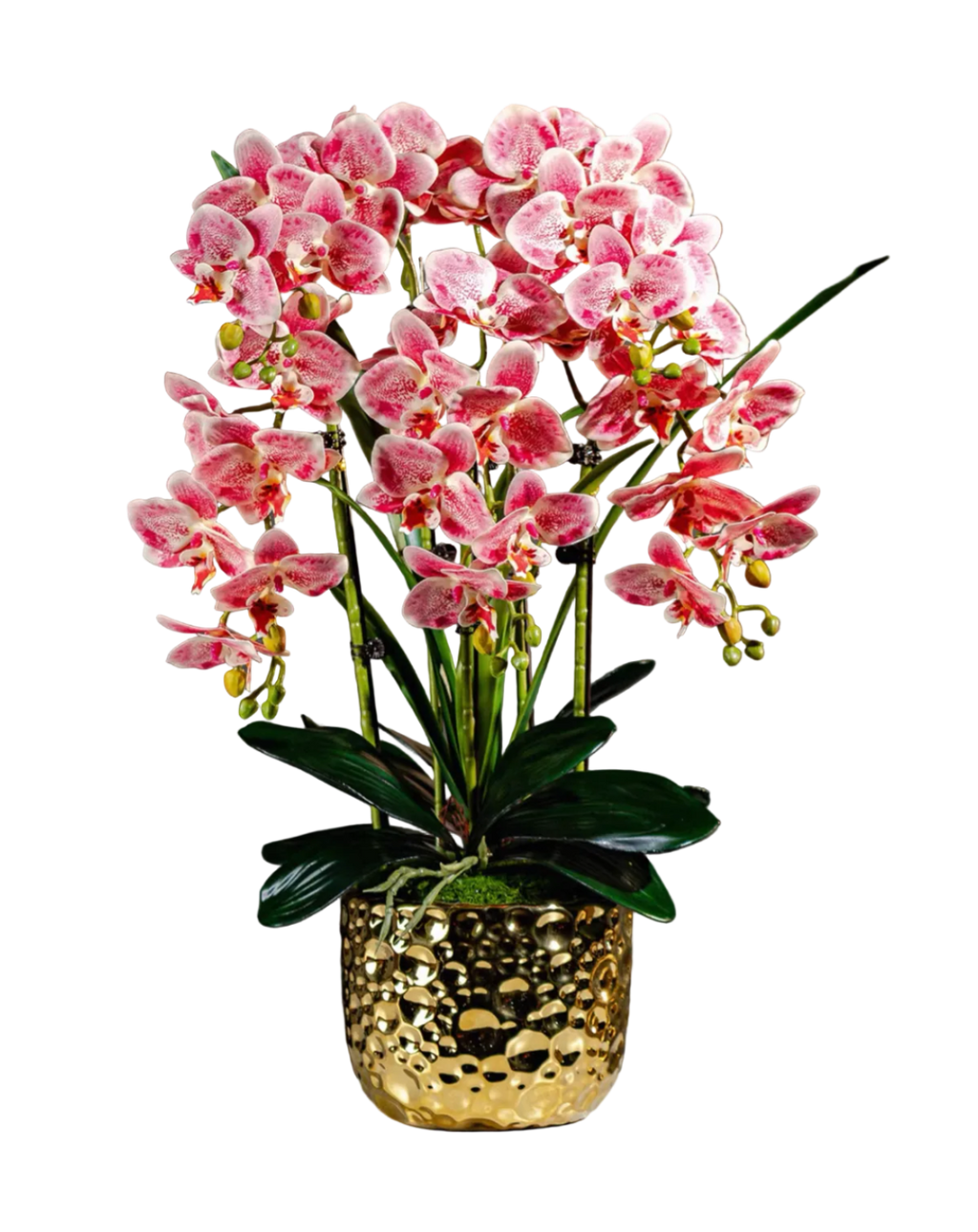 Orchid Gold Pot With 5 Stalks
