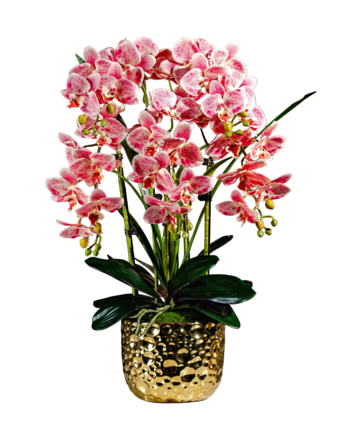 Orchid Gold Pot With 5 Stalks