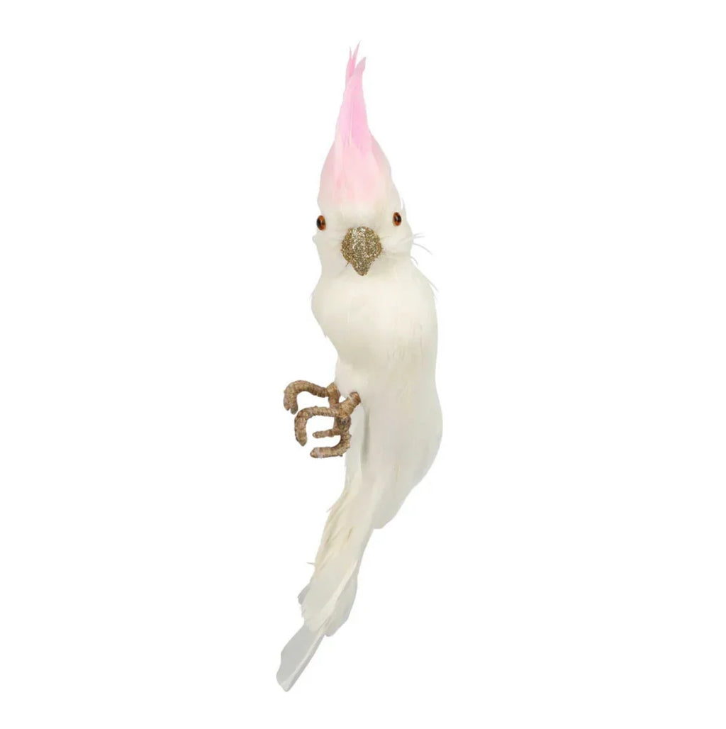 Pinkey Cockatoo