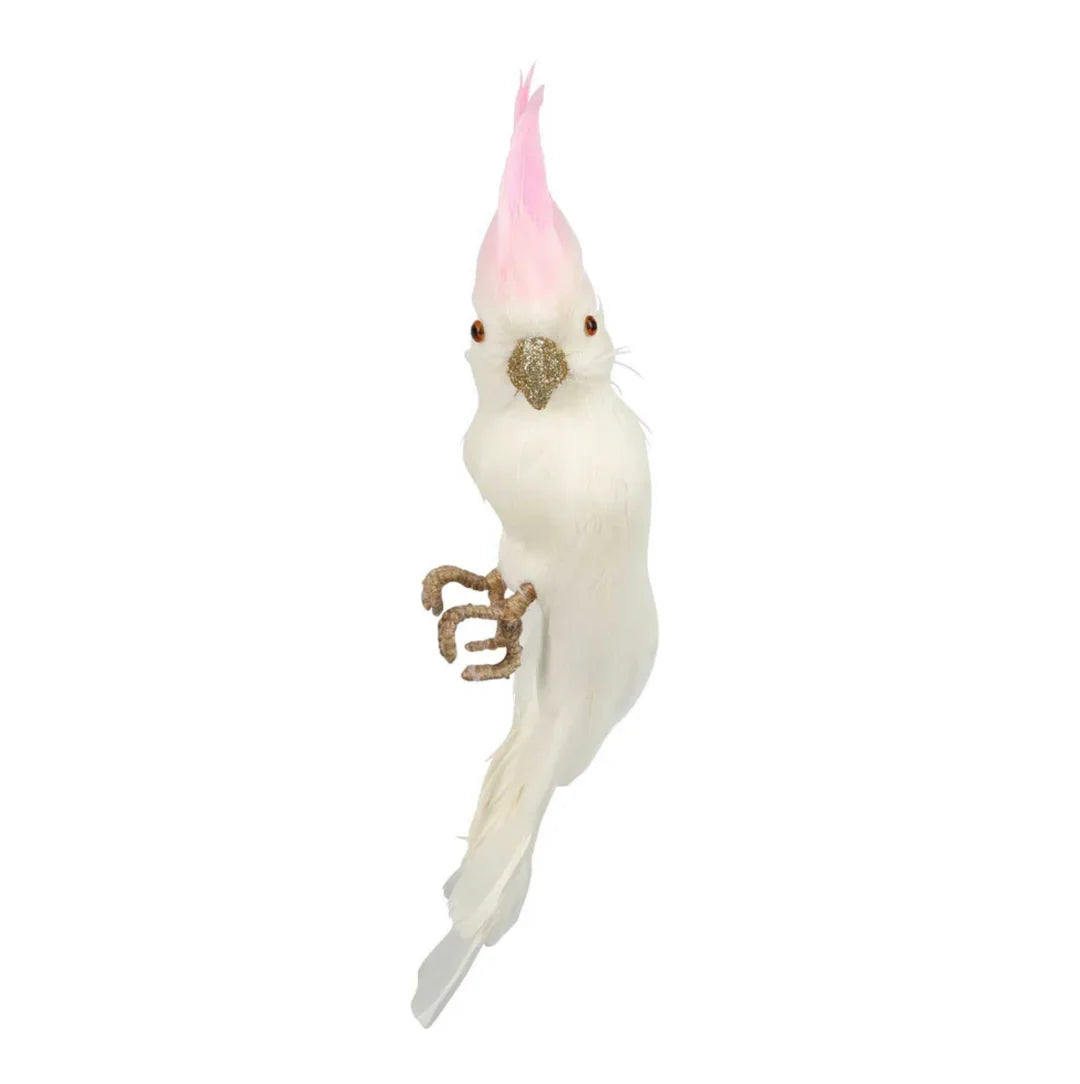 Pinkey Cockatoo