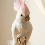 Pinkey Cockatoo
